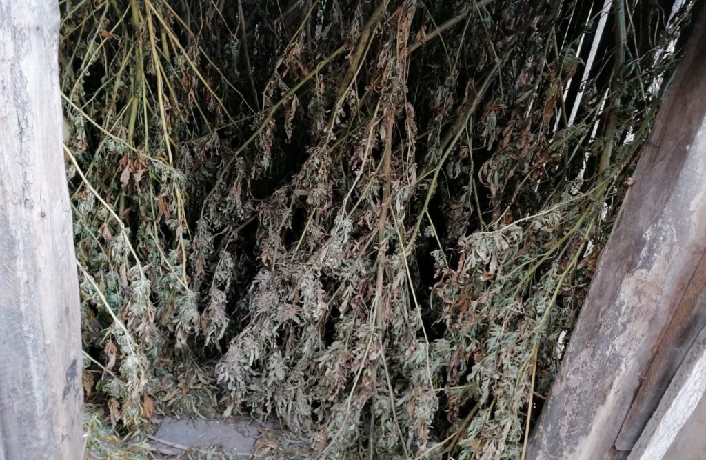 Pedeapsă cu suspendare pentru un cultivator de canabis