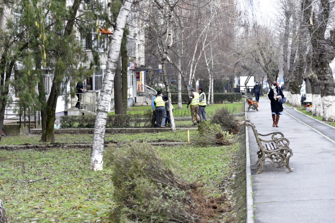 Primele lucrări pentru revitalizarea Căii București au demarat, săptămâna trecută, la nivelul spațiilor verzi din zonă