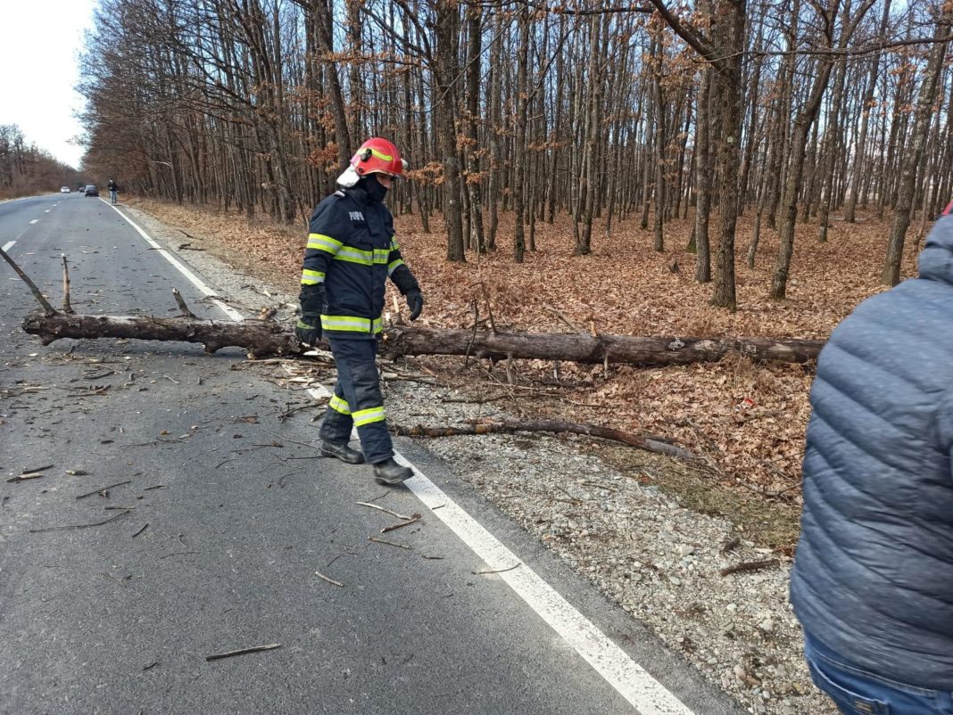 Mașină avariată în trafic de un copac doborât de vânt