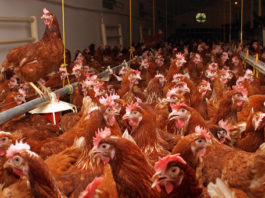 Fermierii pot depune până pe 29 ianuarie documentele justificative pentru măsura ''Bunăstarea animalelor''