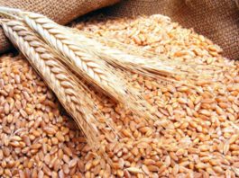 India, al doilea mare producător de grâu din lume, interzice exporturile