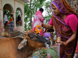 India va organiza un examen naţional cu tema "ştiinţa vacii"