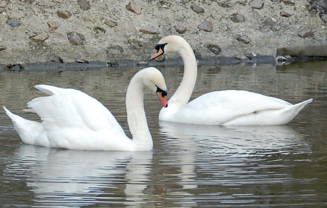 Lebede moarte de gripa aviară, găsite în portul Constanța