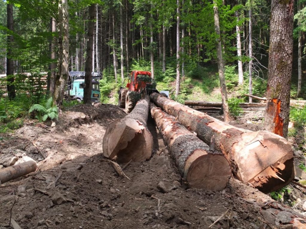 Amenzi uriașe de la Consiliul Concurenței pentru 31 de companii de pe piața lemnului