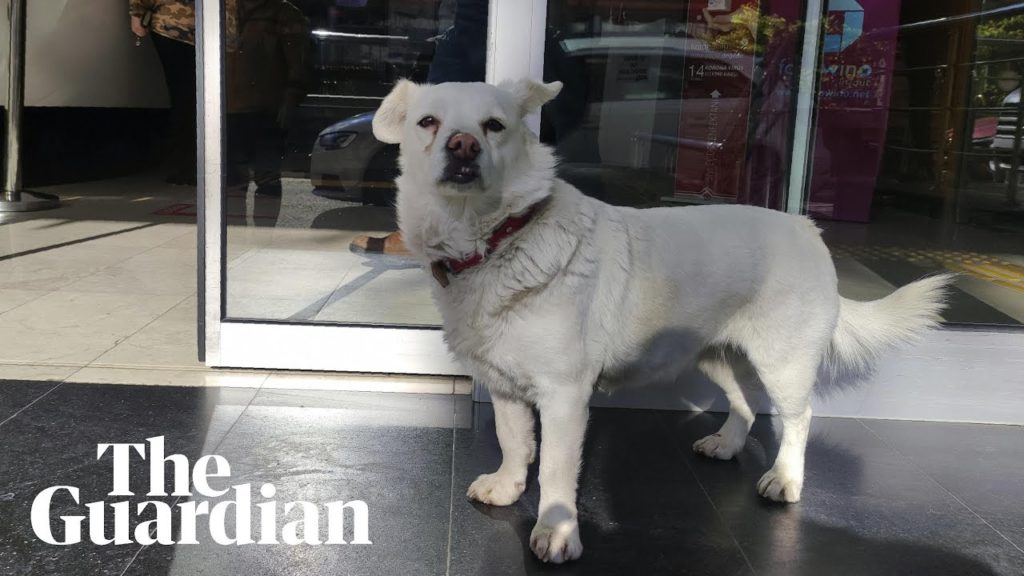 Un câine și-a așteptat stăpânul zile întregi în fața spitalului unde acesta era internat