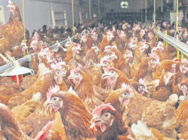Focar de gripă aviară la o fermă din Ungaria. Peste 100.000 de păsări, sacrificate