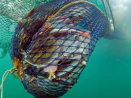 Țărilor UE li de cere să interzică imediat plasele de pescuit și pescuitul excesiv