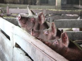 30.000 de porci vor fi eutanasiați și incinerați la o fermă din Vrancea, după confirmarea pestei porcine