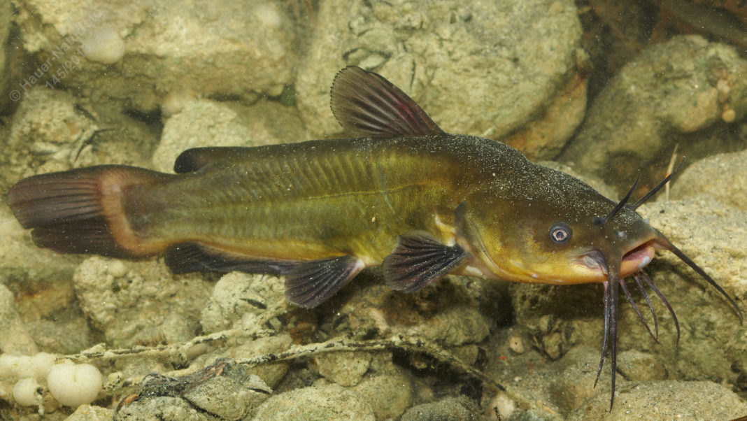 Popularea râului Someș cu o specie invazivă de pește, cercetată de Garda de Mediu