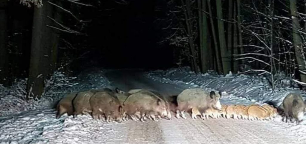 Gorj: Turmă de mistreți, surprinsă în trafic de un șofer din Turcinești