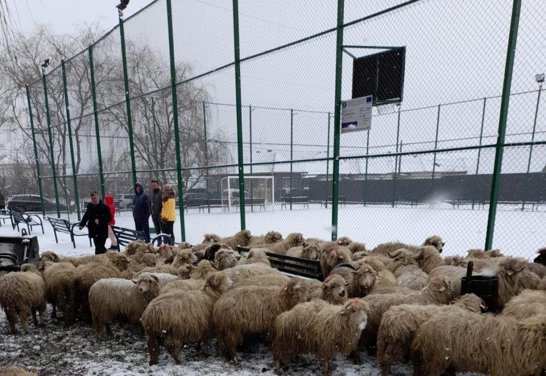 Un tir încărcat cu oi a intrat în gardul şcolii
