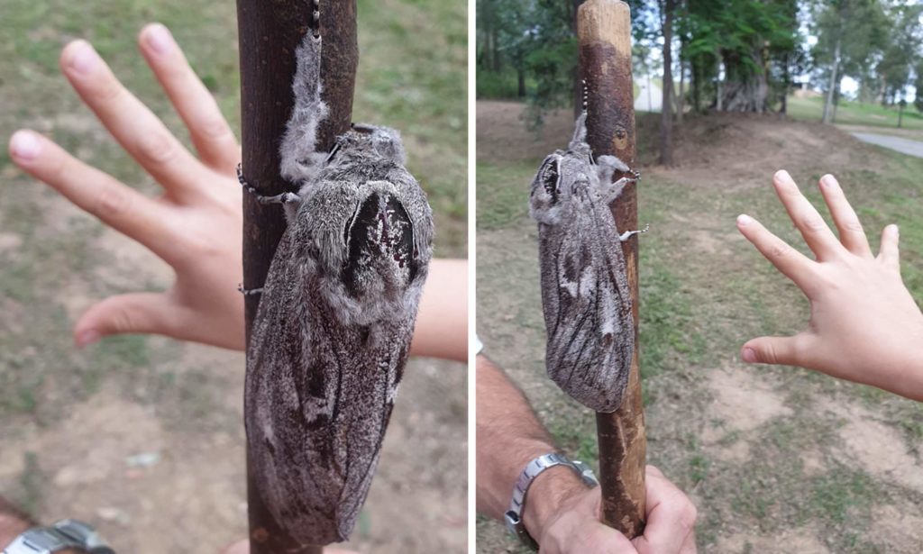 O molie gigant a fost descoperită în Australia