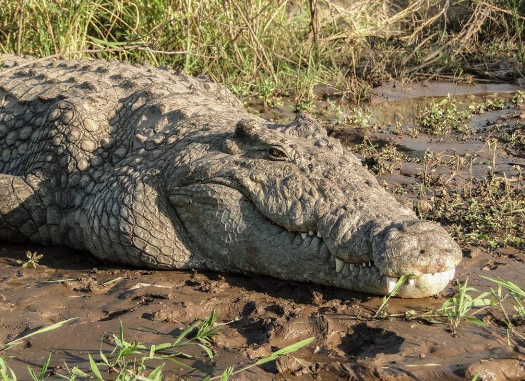 Un tânăr, rănit grav după o luptă de două ore cu un crocodil