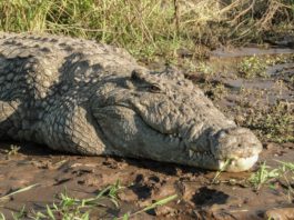 Un tânăr a fost rănit grav după o luptă de două ore cu un crocodil în lacul Tanganyika
