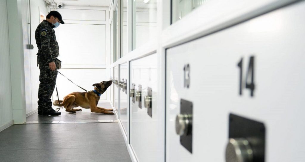 Câini antrenați pentru detectarea persoanelor infectate cu Covid-19, în România