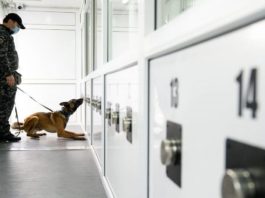 Câini antrenați pentru detectarea persoanelor infectate cu Covid-19, în România
