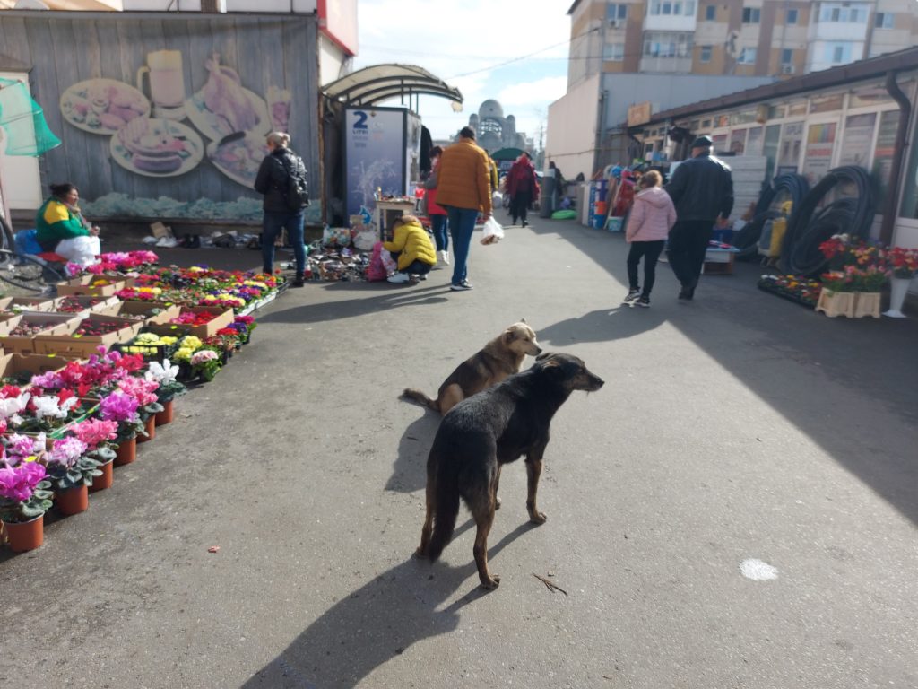 Piața de la colțul străzii