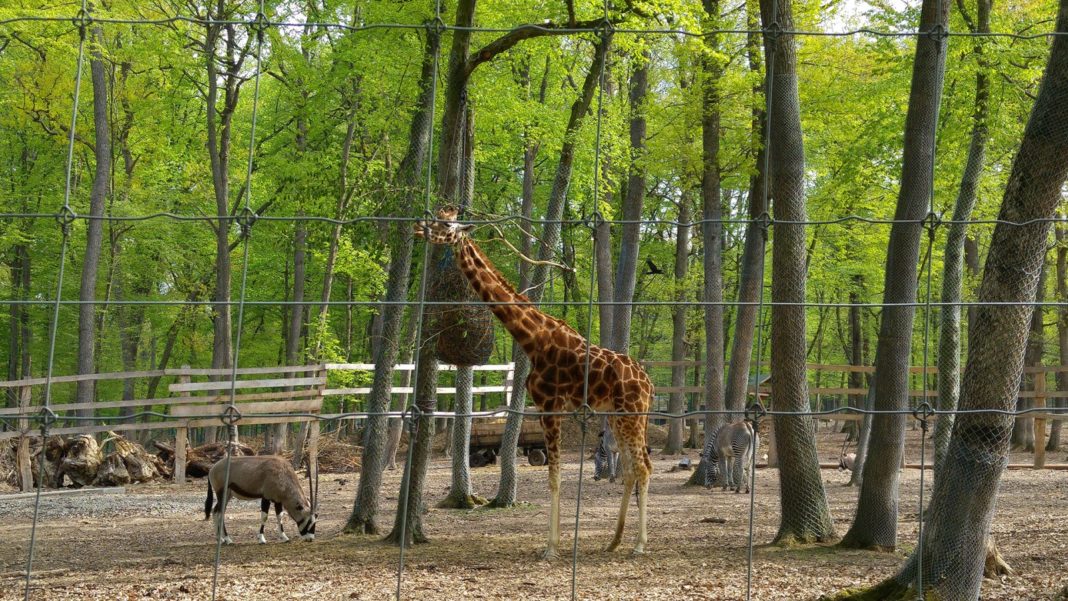 A murit singura girafă care trăia într-o grădină zoologică din România