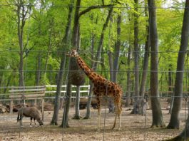 A murit singura girafă care trăia într-o grădină zoologică din România