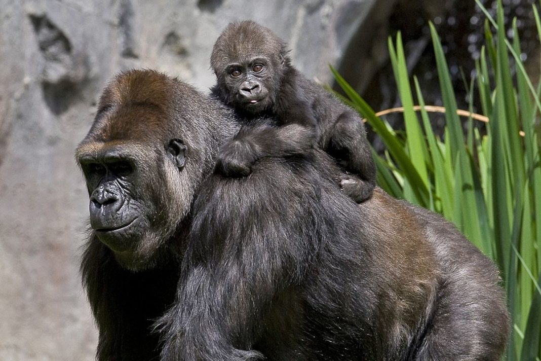 Opt gorile bolnave de Covid-19 de la Zoo San Diego s-au vindecat