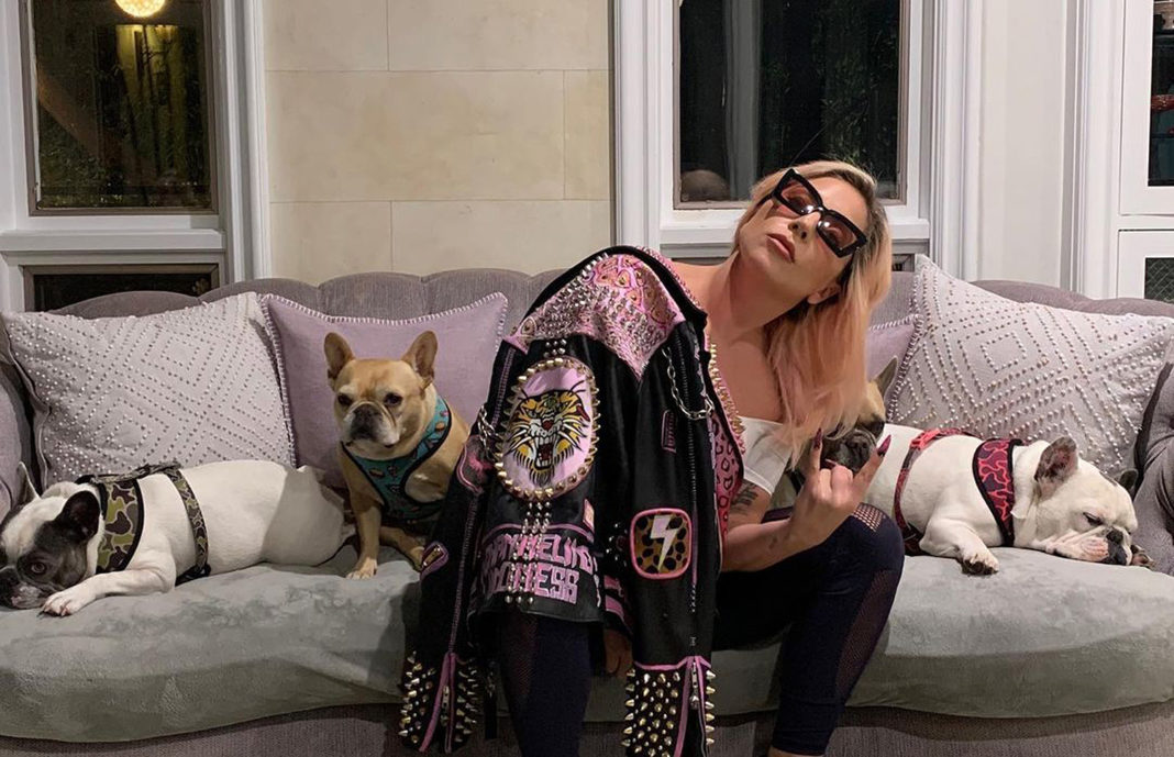 Câinii furaţi ai cântăreţei Lady Gaga au fost recuperaţi
