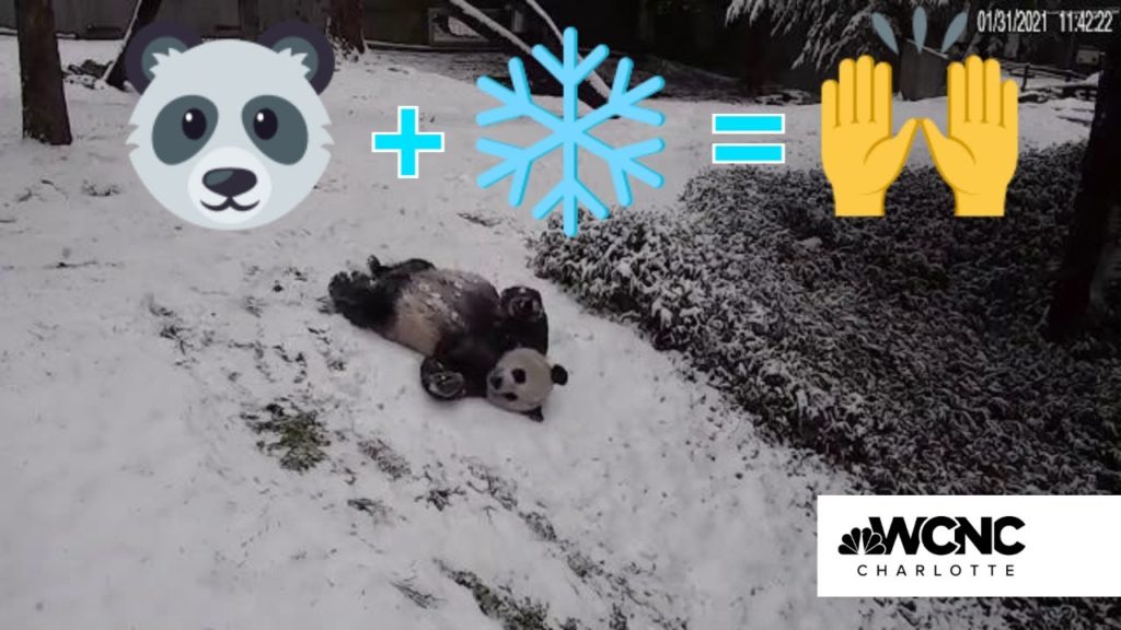 Panda giganți din Grădina zoologică din Washington profită de iarnă