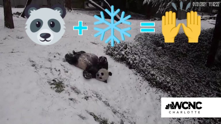 Panda giganți din Grădina zoologică din Washington profită de iarnă
