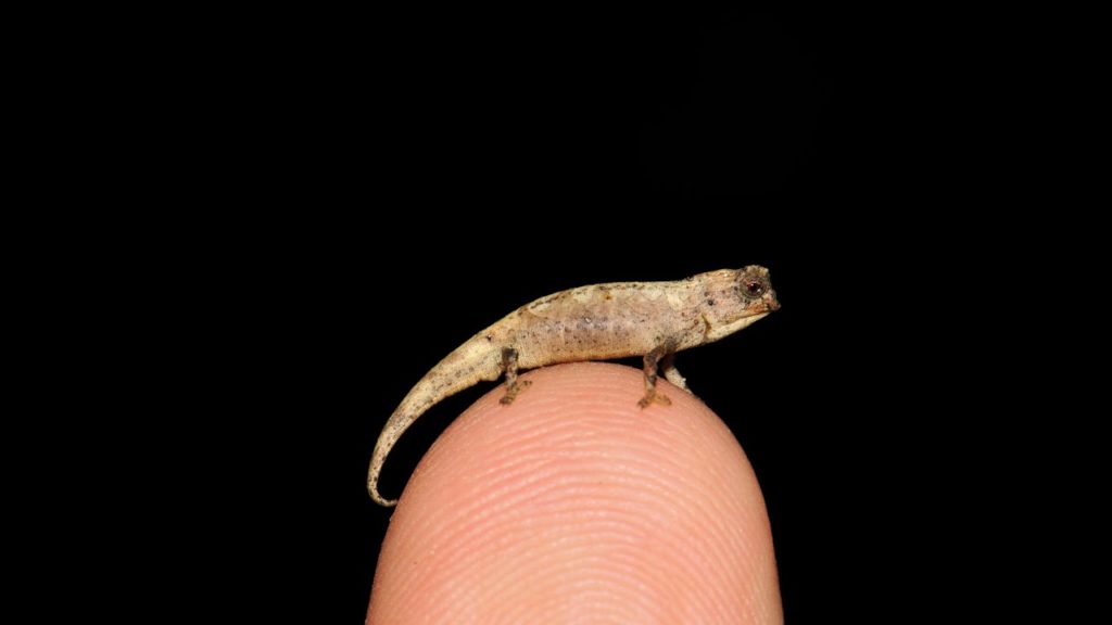 A fost descoperită cea mai mică reptilă din lume
