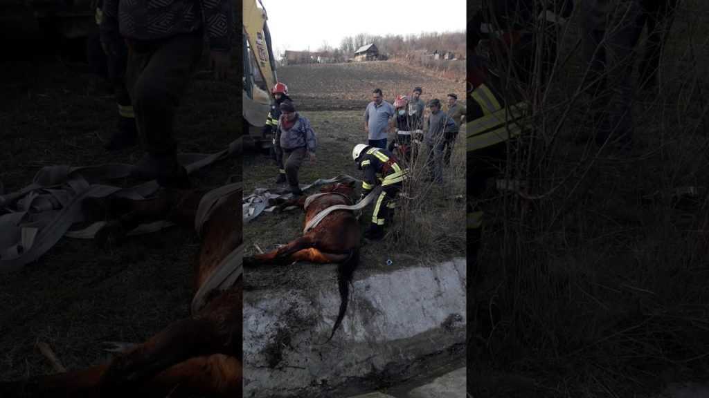 (VIDEO): Un cal a fost salvat de pompierii vâlceni