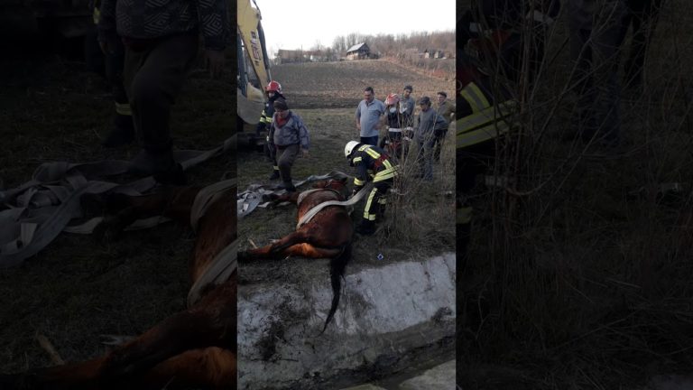 (VIDEO): Un cal a fost salvat de pompierii vâlceni