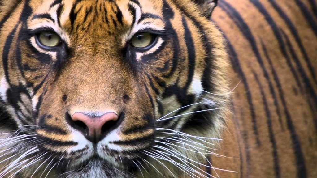 Doi tigri au scăpat de la o grădină zoologică