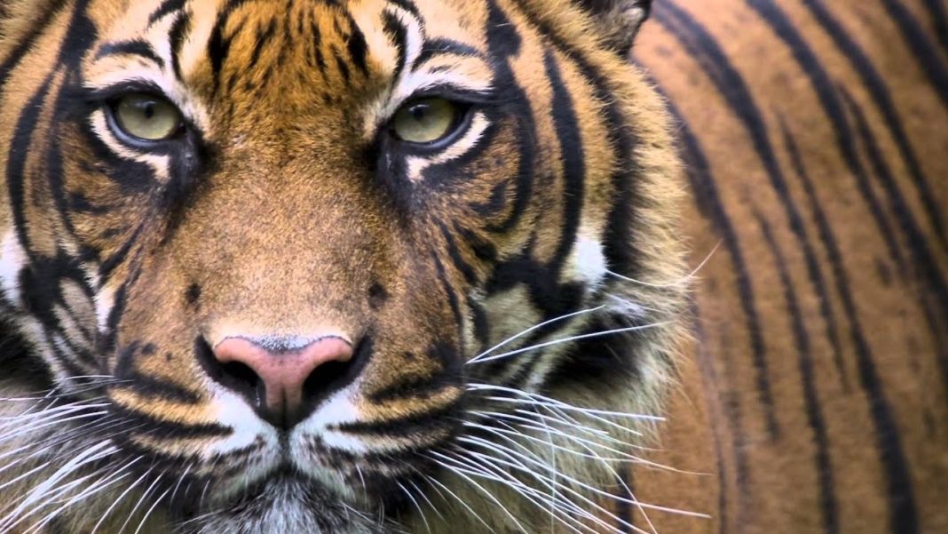 Doi tigri au scăpat de la o grădină zoologică