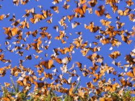 Numărul fluturilor Monarh, care migrează peste 3.000 km, a scăzut