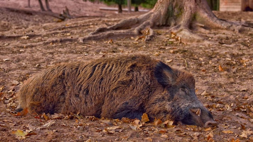 În judeţul Arad sunt active, luni, 43 de focare de pestă porcină africană