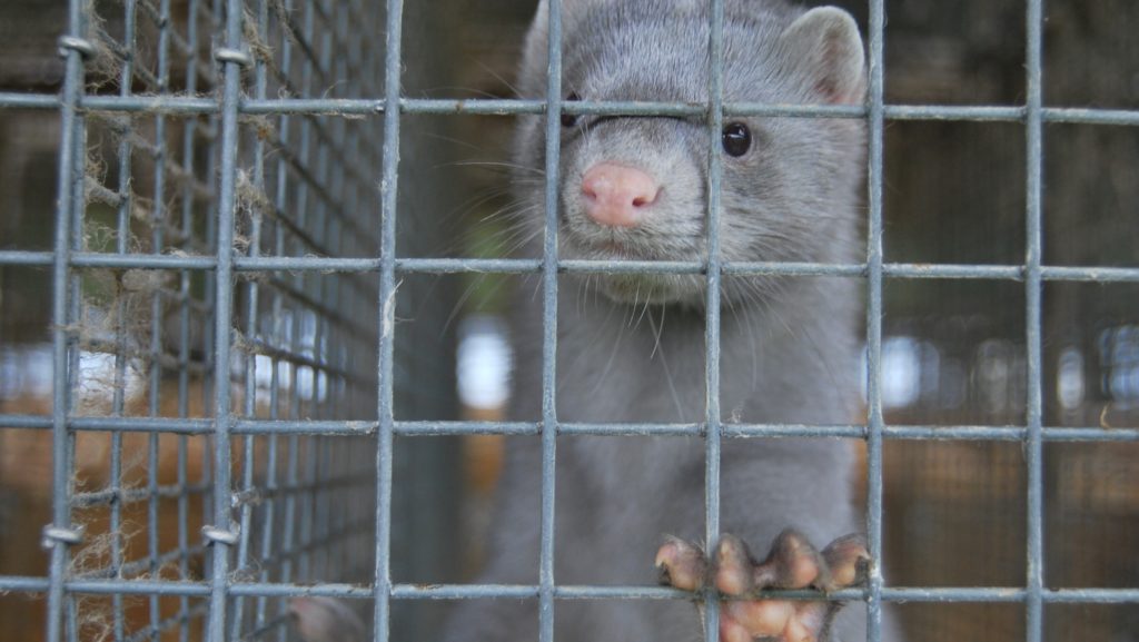 Primele cazuri de Covid-19, identificate la nurcile de crescătorie din Polonia