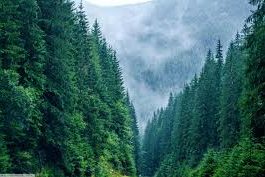 Ministerul Fondurilor Europene vrea să aloce un miliard de euro pentru împăduriri