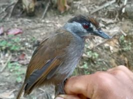 Specie de păsări considerată dispărută, regăsită după 180 de ani