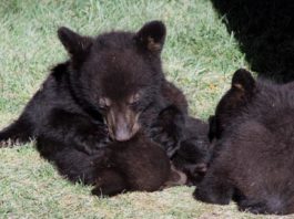 Puii de urs scoși din bârlog nu au fost încă găsiți