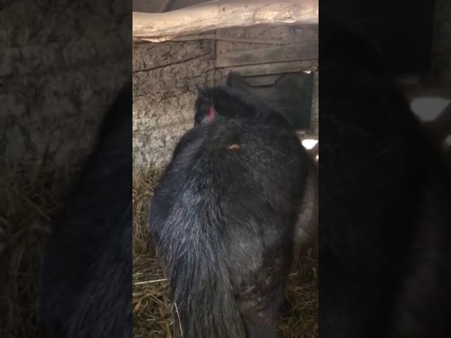 Cal înfometat în Dolj ! Dosar penal pentru bărbatul care a chinuit animalul
