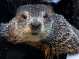 Marmota Phil a prezis că iarna va mai dura o lună și jumătate