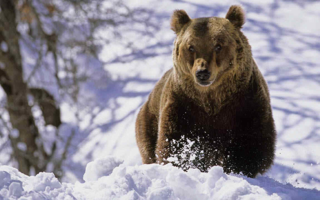 Ziua ursului este sărbătorită în România şi de către alte popoare europene la 2 februarie