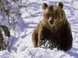 Ziua ursului este sărbătorită în România şi de către alte popoare europene la 2 februarie