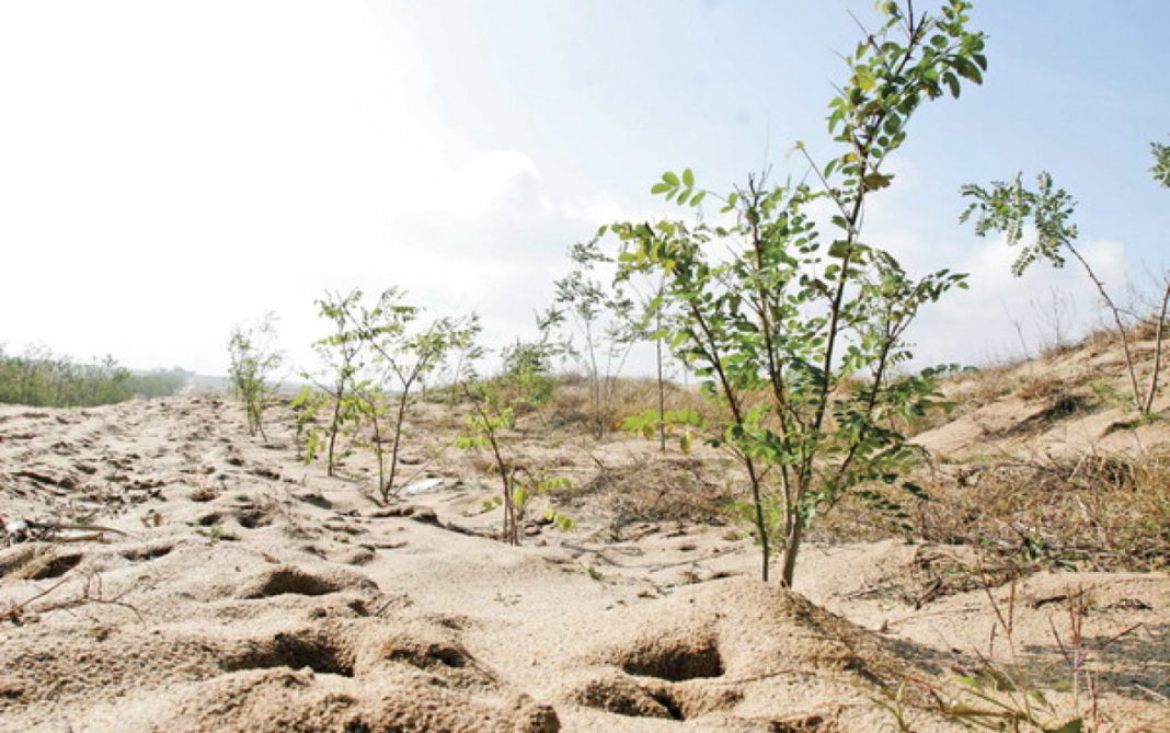 Președintele va participa la campania de împădurire pe terenuri nisipoase și degradate din sudul României