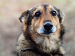 Premieră în România: Bărbat condamnat la un an de închisoare pentru că a ucis un câine ( foto arhivă)