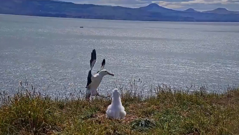 Imagini virale cu aterizarea comică a unui albatros regal