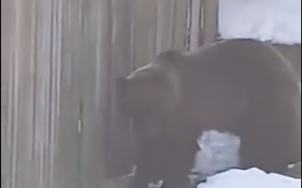 VIDEO. Un urs a rupt scânduri din gard pentru a intra într-o gospodărie din Azuga