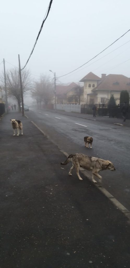 Serviciul de gestionare a câinilor fără stăpân va fi concesionat unui ONG