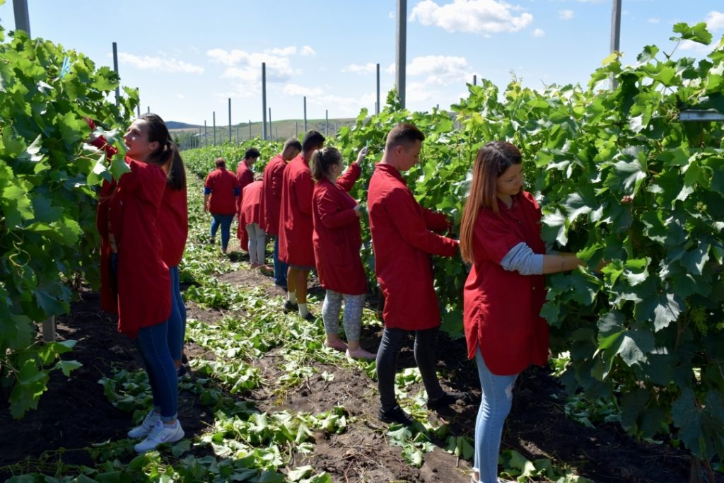 World Vision: Liceele agricole, tăiate din lista priorităților educației