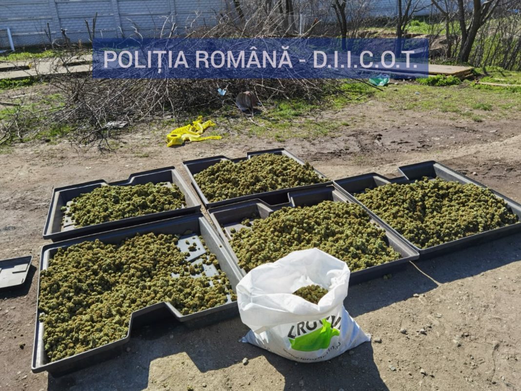 cultura cannabis 2 (1)