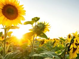 România importă pentru prima oară semințe de floarea-soarelui din Argentina